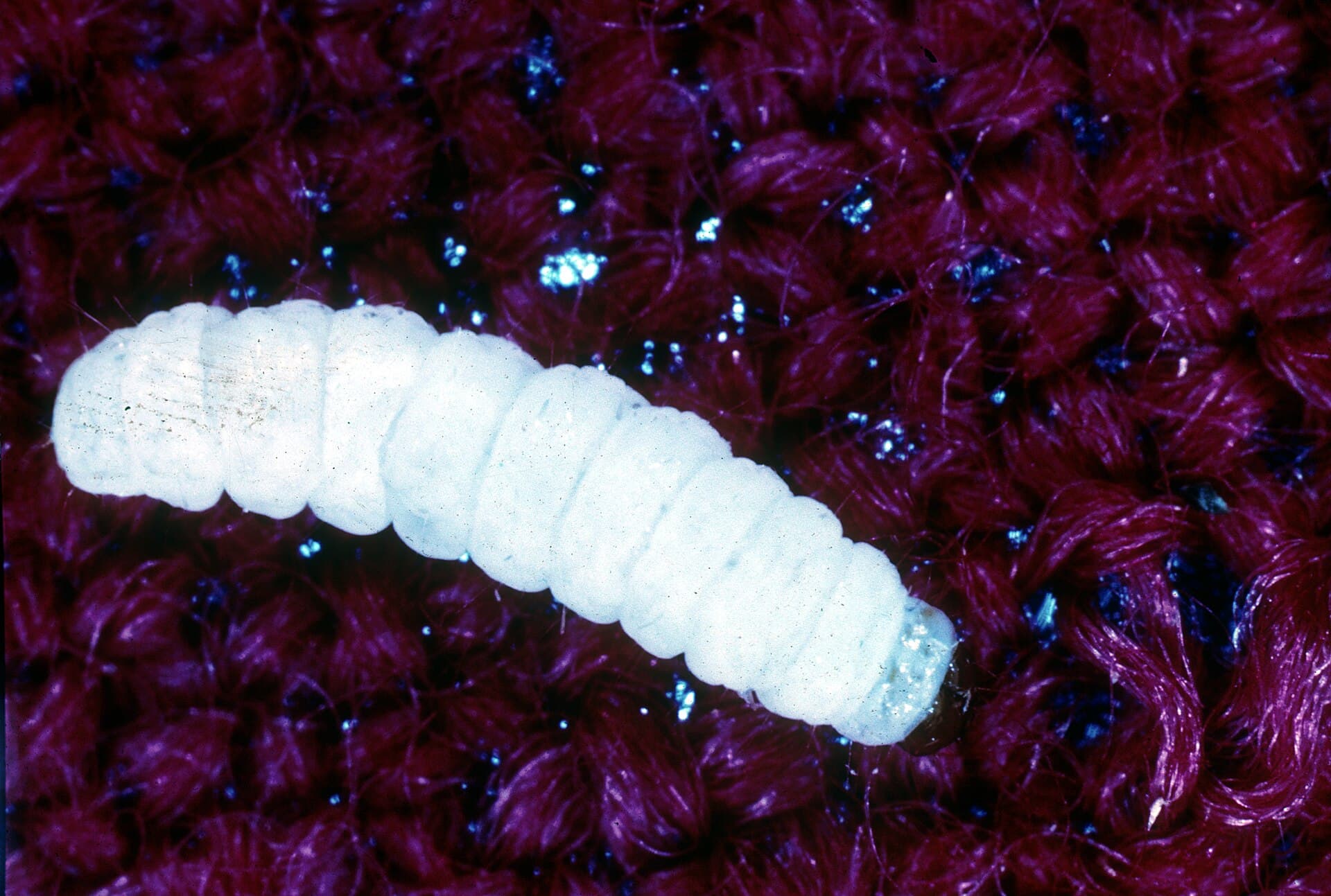 Larva de polilla de la ropa sobre una fibra tejida, en primer plano.